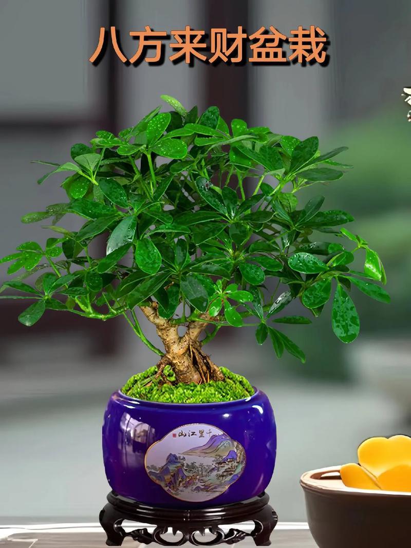 招財好養(yǎng)的植物