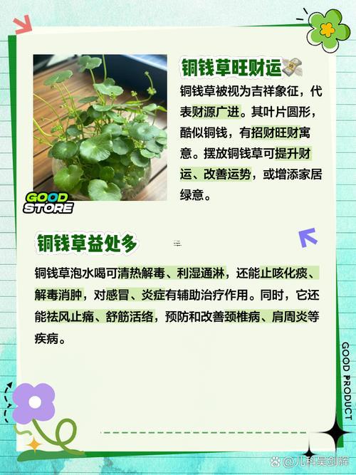 銅錢草真得沒問題旺財(cái)嗎