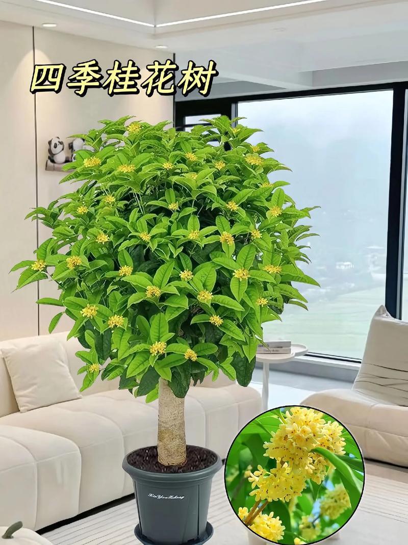 桂花樹的風(fēng)水禁忌