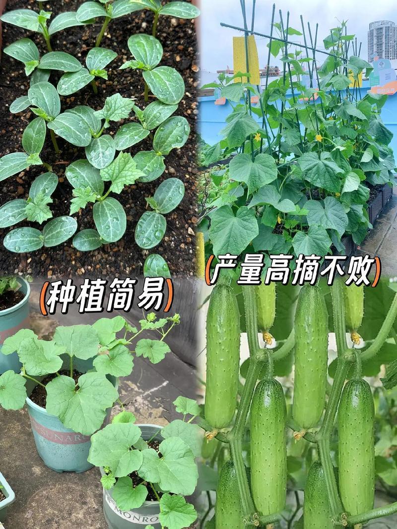齊齊哈爾吉日黃瓜種子