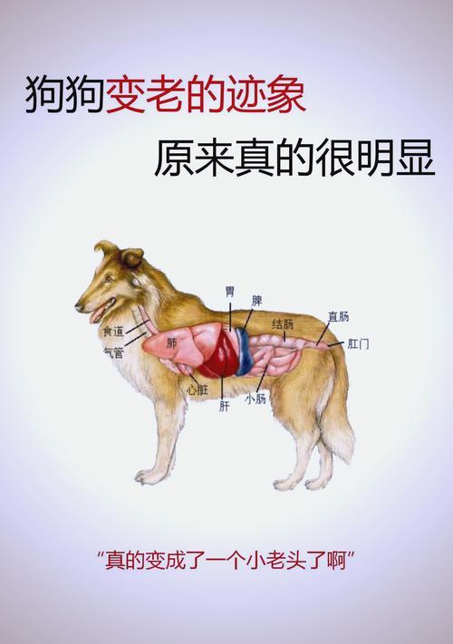 從狗的行位看房子風(fēng)水
