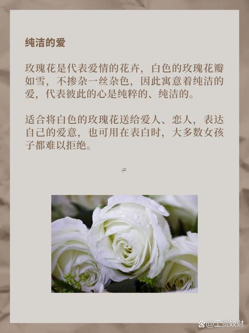 白色得象征意義
