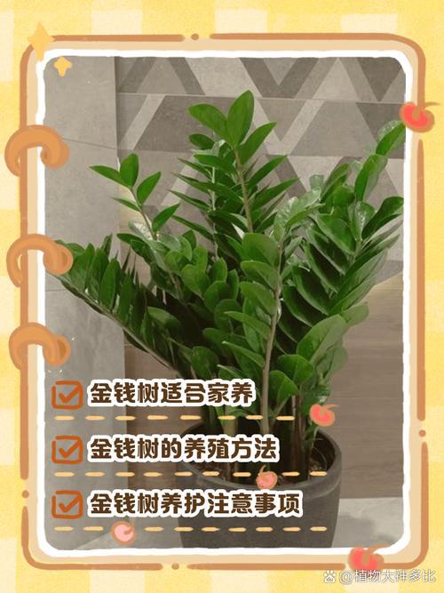 明財(cái)位放沙發(fā)還是放綠植好