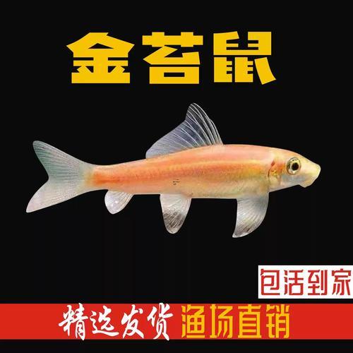 夢(mèng)到許多老鼠