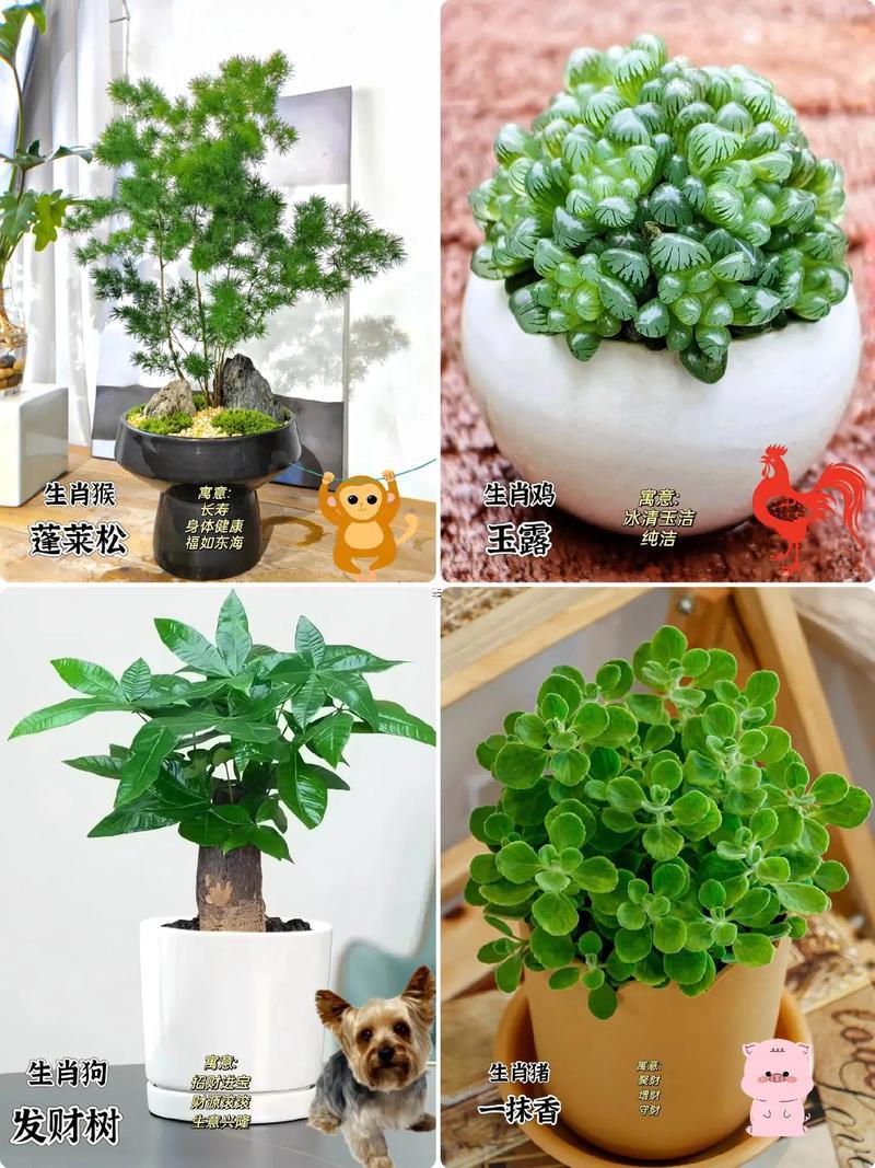 屬虎得人辦公室養(yǎng)幾條魚