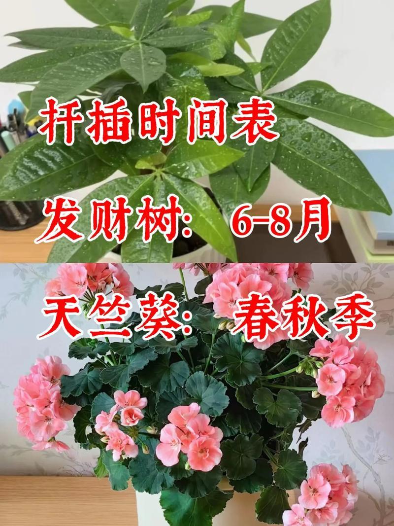 招財(cái)樹怎樣扦插啥時(shí)間最佳
