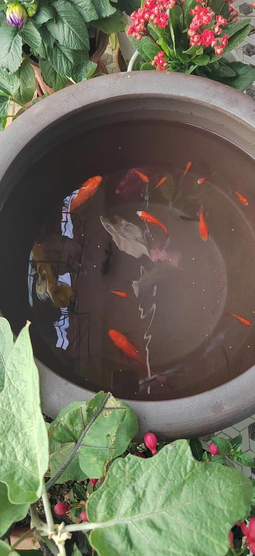 夢(mèng)到好多魚