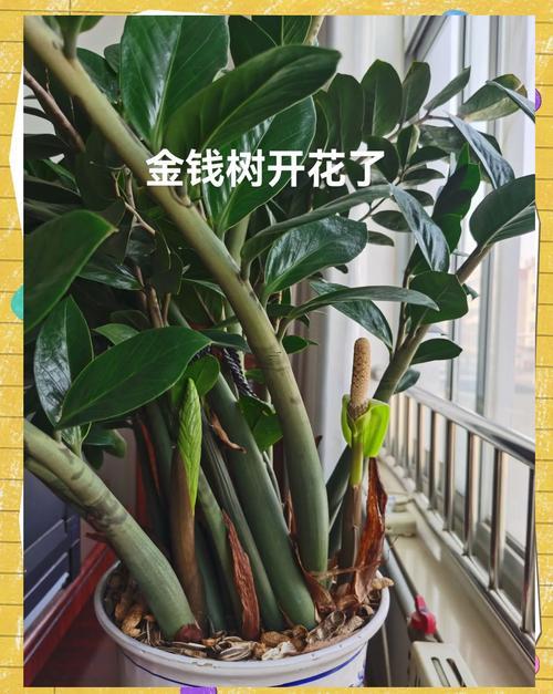 金錢樹開花好不好