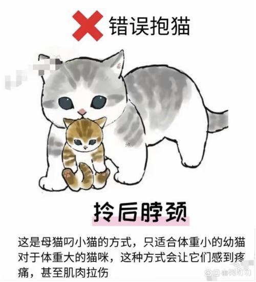 夢(mèng)見(jiàn)撿到貓