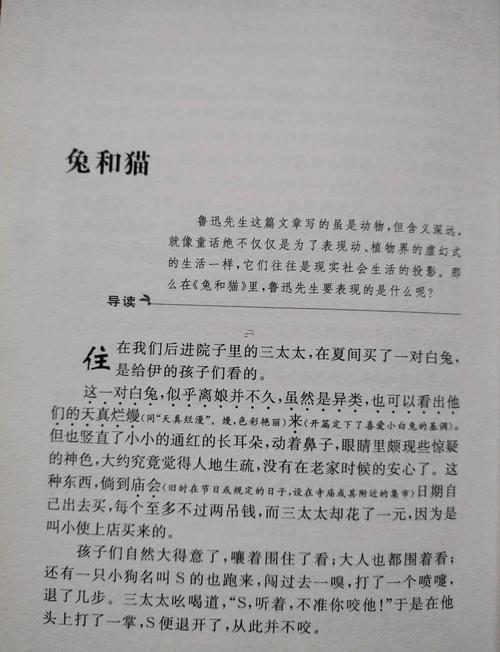 兔同豬生肖合不合