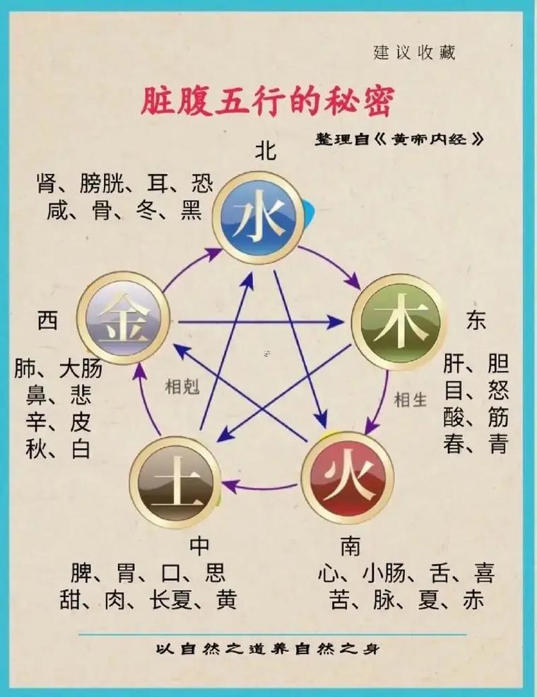 肝五行屬什么東西