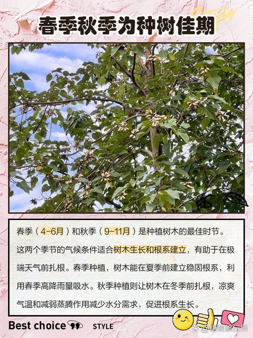 2025年12月哪天適合種樹