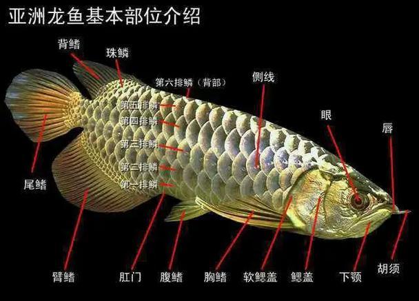 龍魚在風(fēng)水代表什么東西