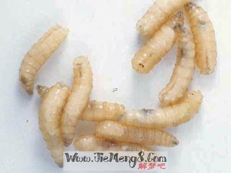 夢(mèng)見蛆蟲