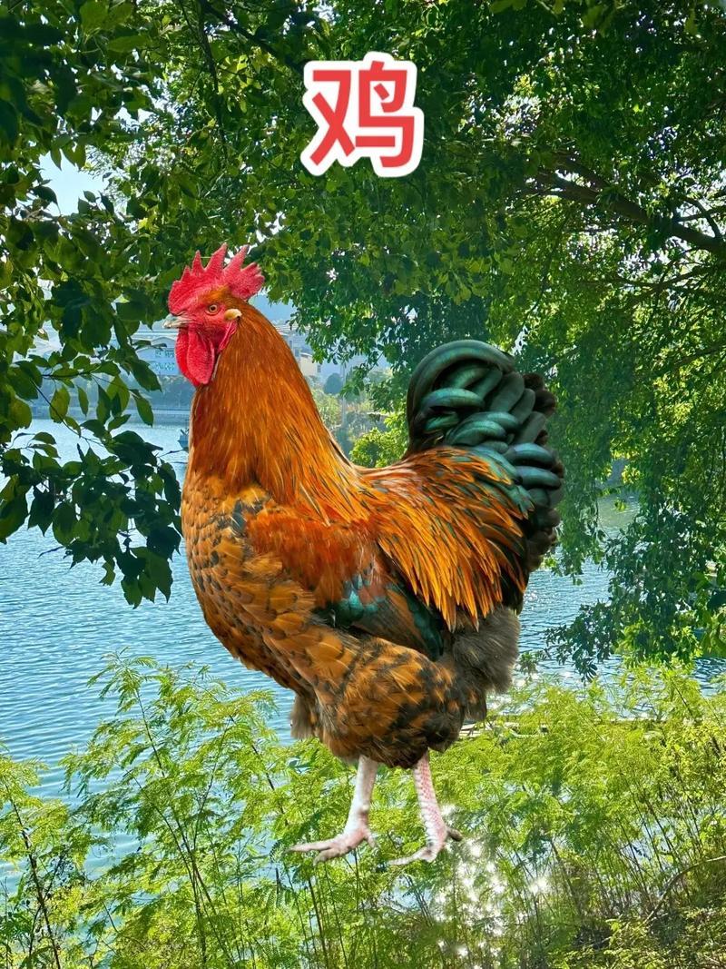 屬雞的是哪一年