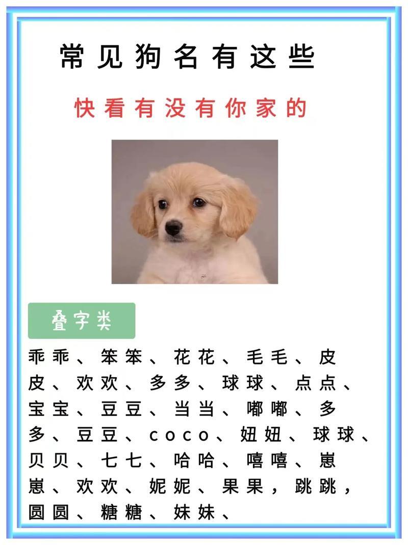 狗狗的名字