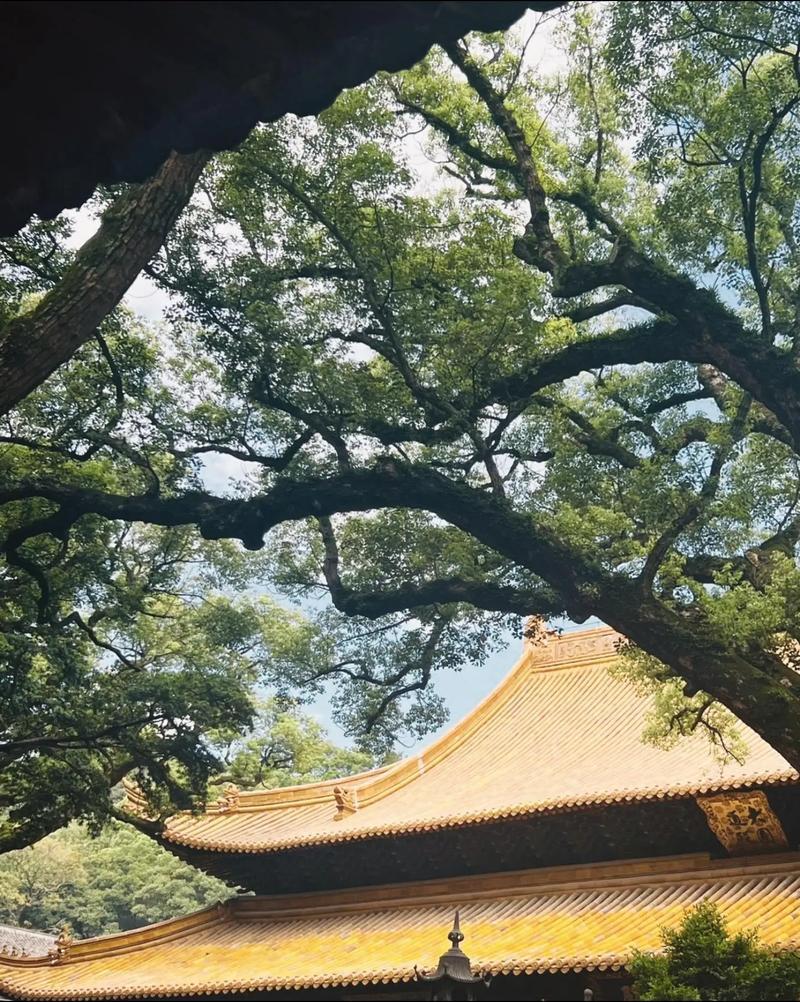 2025年12月拜菩薩吉日