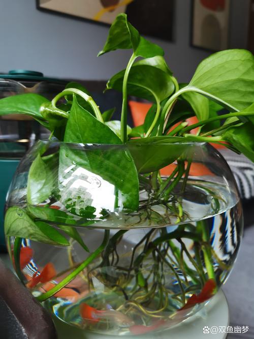 客廳魚缸