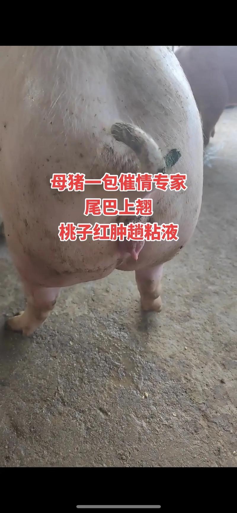 屬豬女人床上的表現(xiàn)怎么樣