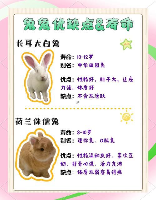 兔子的由來