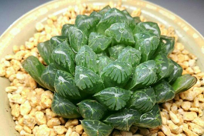 屬雞房間擺啥植物好