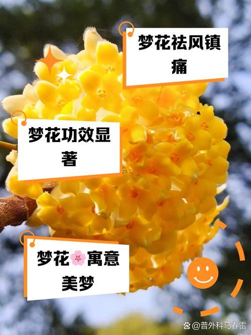 做夢夢到鮮花是什么東西意思