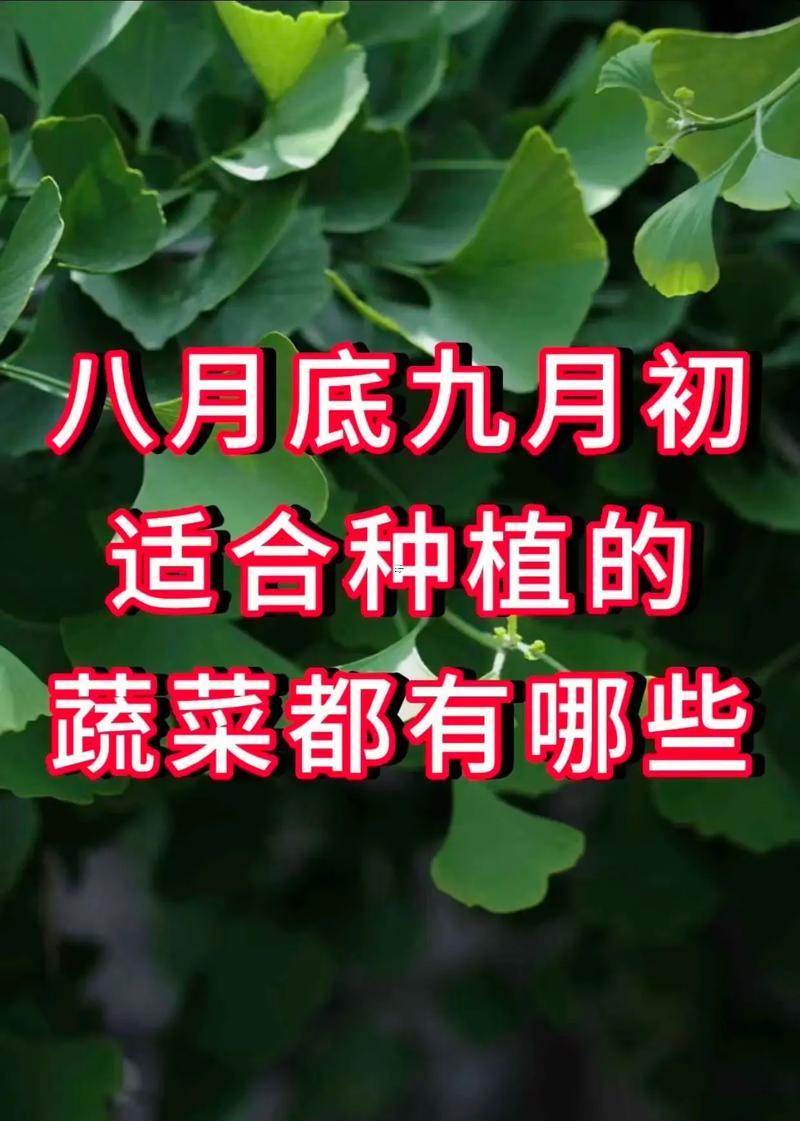 9月份種的菜吉日