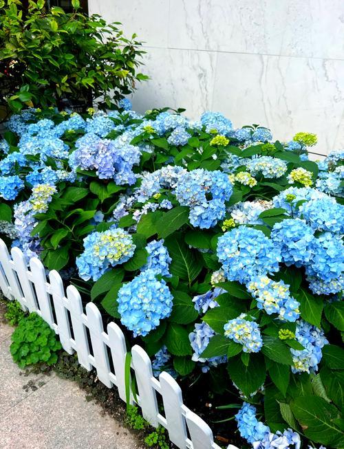 夢(mèng)見花開了
