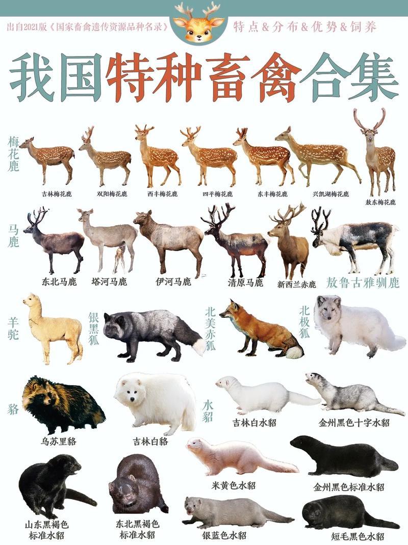 動物名稱