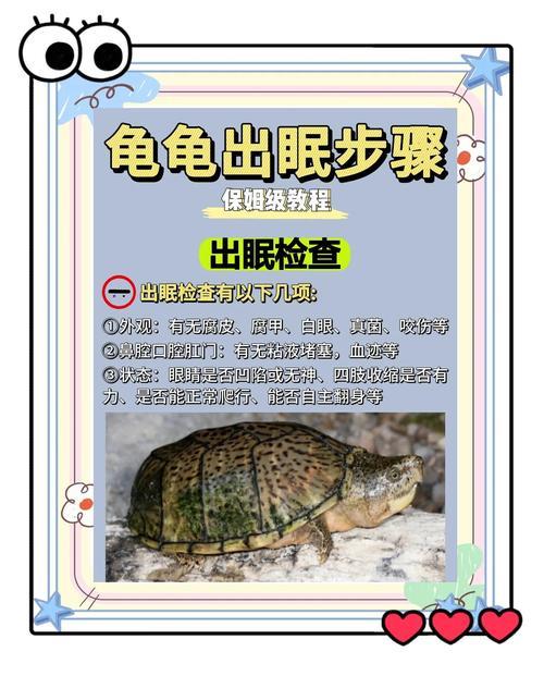 做夢夢見烏龜