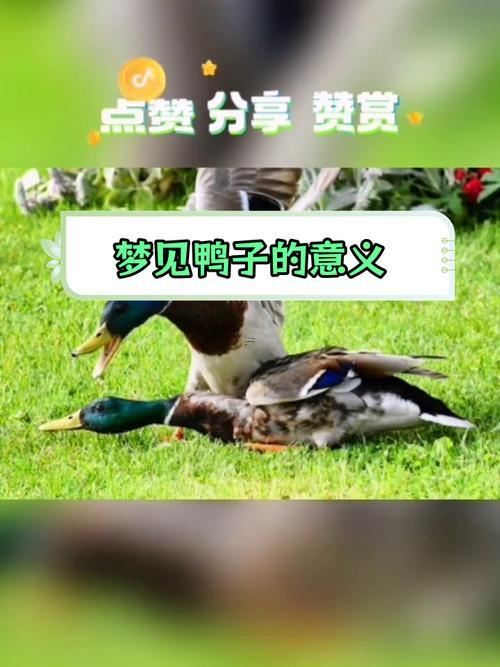 夢到鴨子