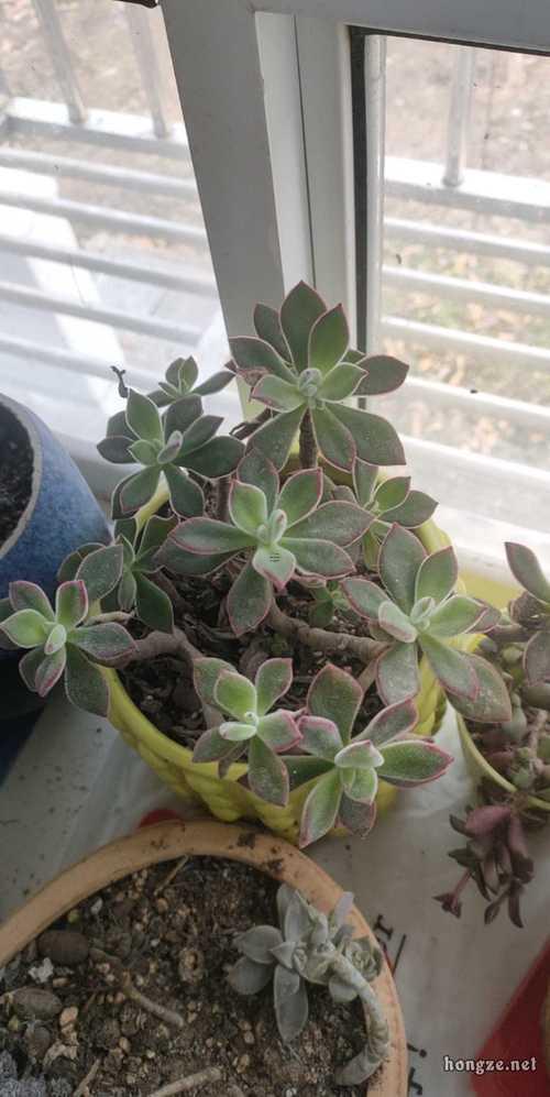屬兔的人不能種植物