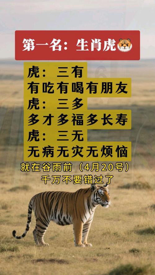 老虎生肖