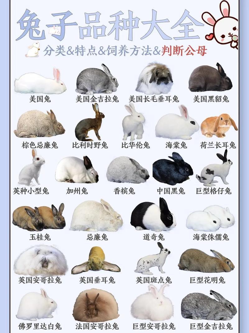 寵物兔子名字