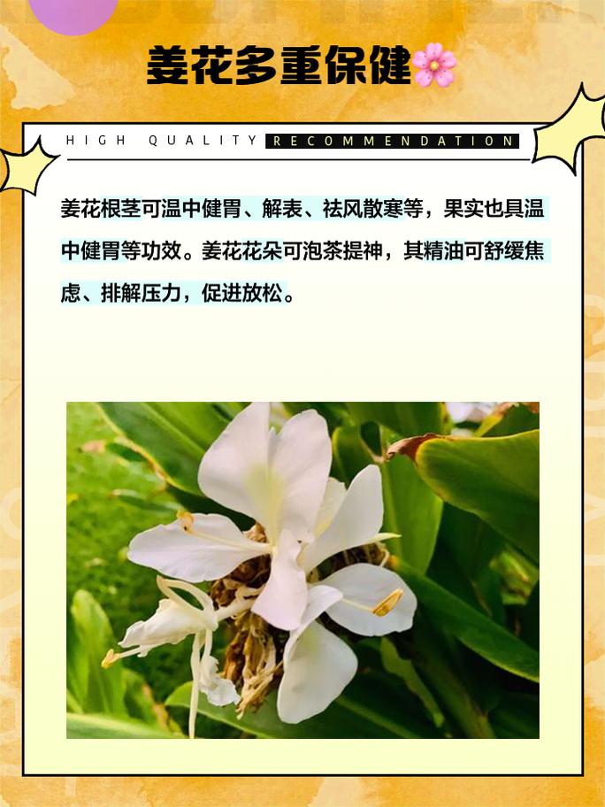 生姜開花有何事預兆