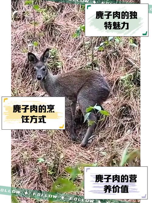 麂是何事動(dòng)物
