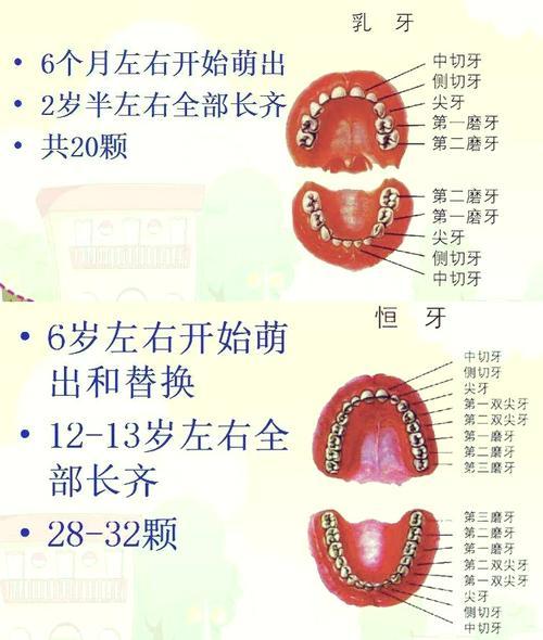 牙齒名字