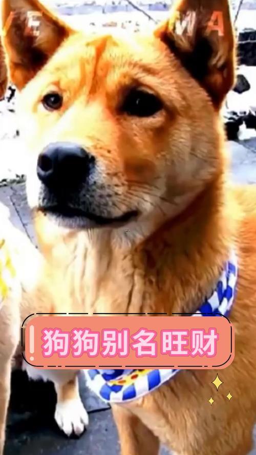 正月適合買狗嗎