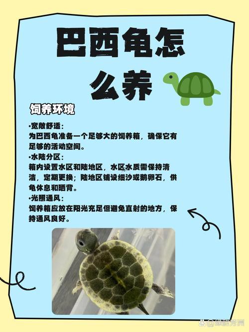 巴西龜同招財龜能一起養(yǎng)嗎