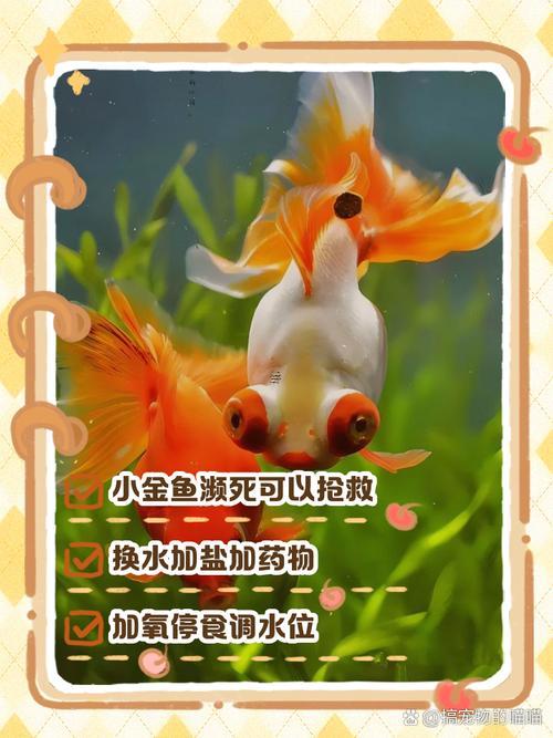 夢見金魚是啥東西意思周公解夢但有個身上潰爛已死