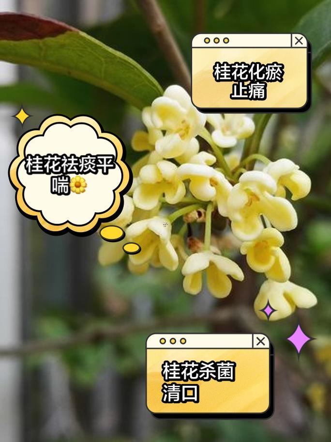 桂花代表啥生肖