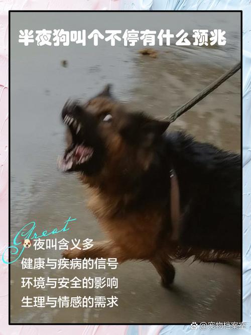 周公解夢大全查詢夢見狗找不到了