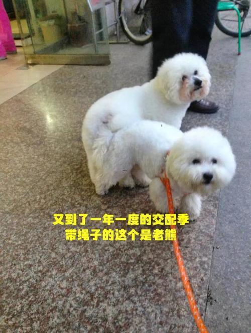 夢見好多動(dòng)物