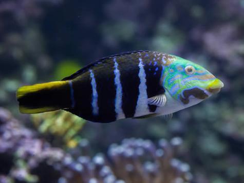 夢(mèng)見好多魚