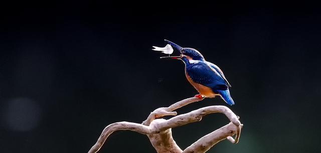 鳥屎落在頭上啥預(yù)兆