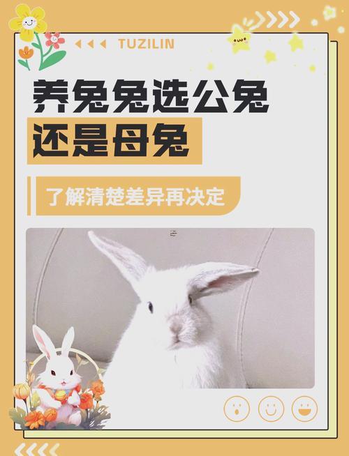 兔子還有何事東西屬相最配對