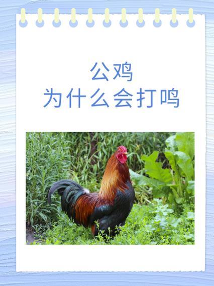 公雞打鳴是什么東西時(shí)辰