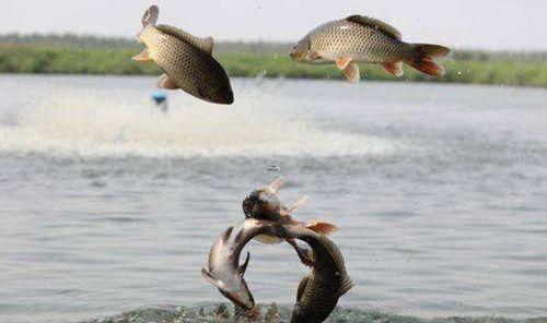 孕婦夢(mèng)到魚