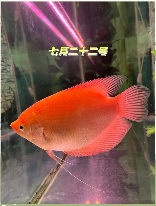 招財魚同啥東西魚混養(yǎng)好