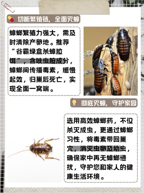夢(mèng)見好多蟑螂